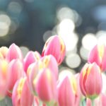 【オンリーワンの花器】で春の花を楽しむ